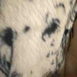 Dumbdunb3728's Chat & Dating Profile