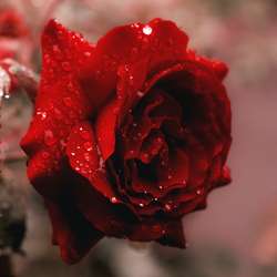 Karthikram's Chat & Dating Profile