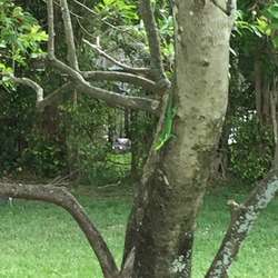 staircasestern's Chat & Dating Profile
