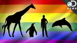 How Common Are Gay Animals? Exploring Homosexuality in the Animal Kingdom